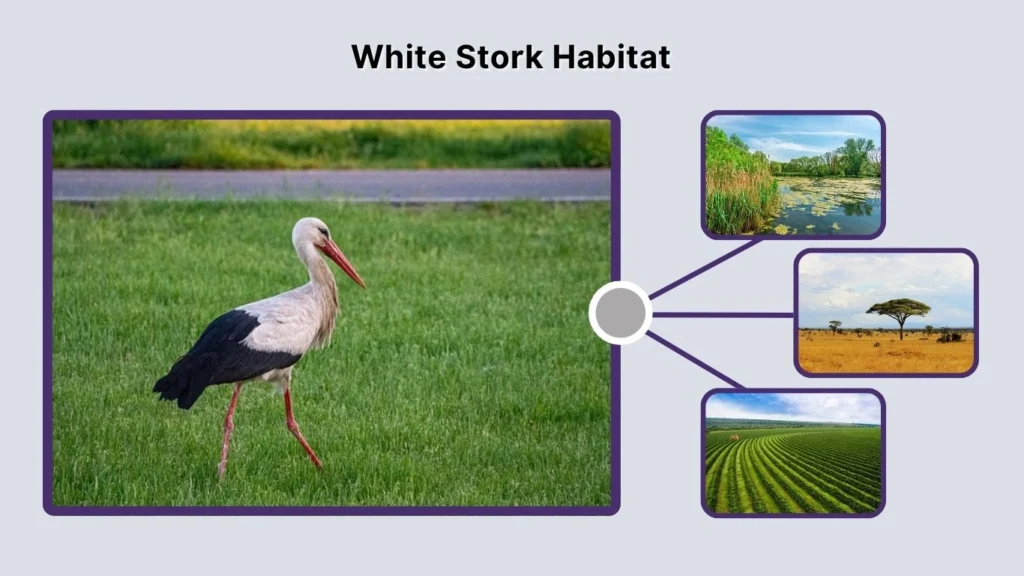 White Stork Habitat
