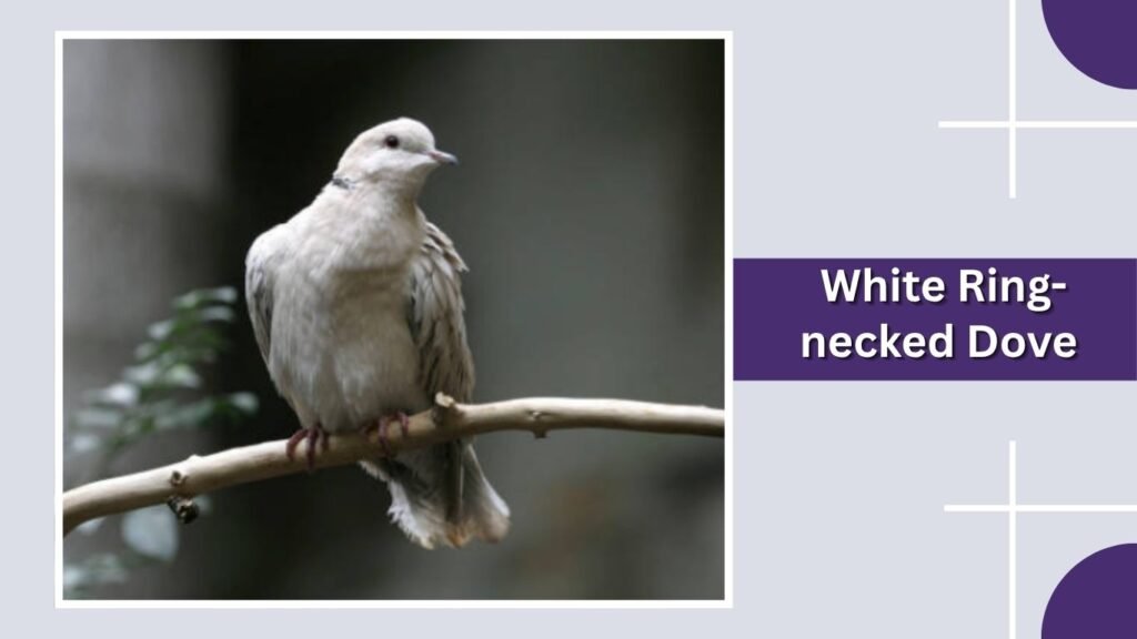White Ring-necked Dove