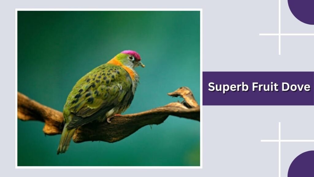 Superb Fruit Dove