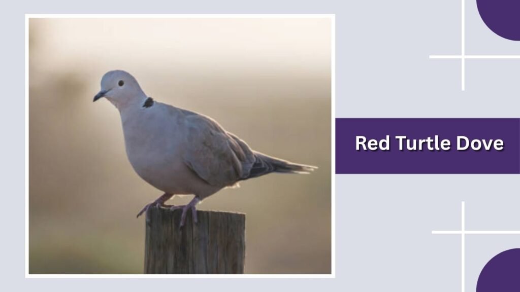  Red Turtle Dove