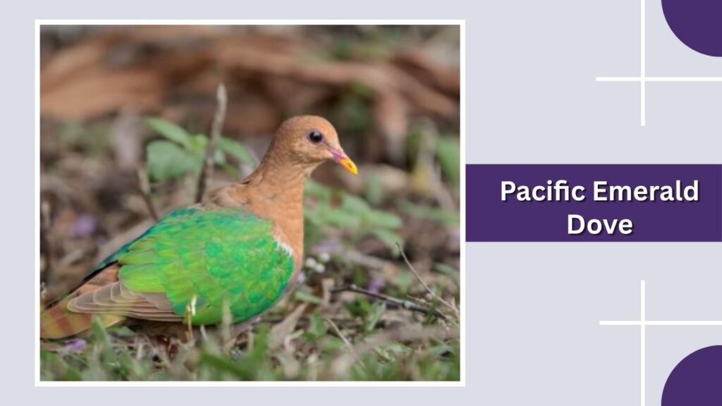  Pacific Emerald Dove