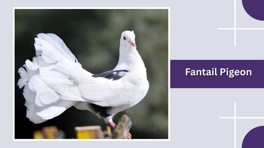 Fantail Pigeon