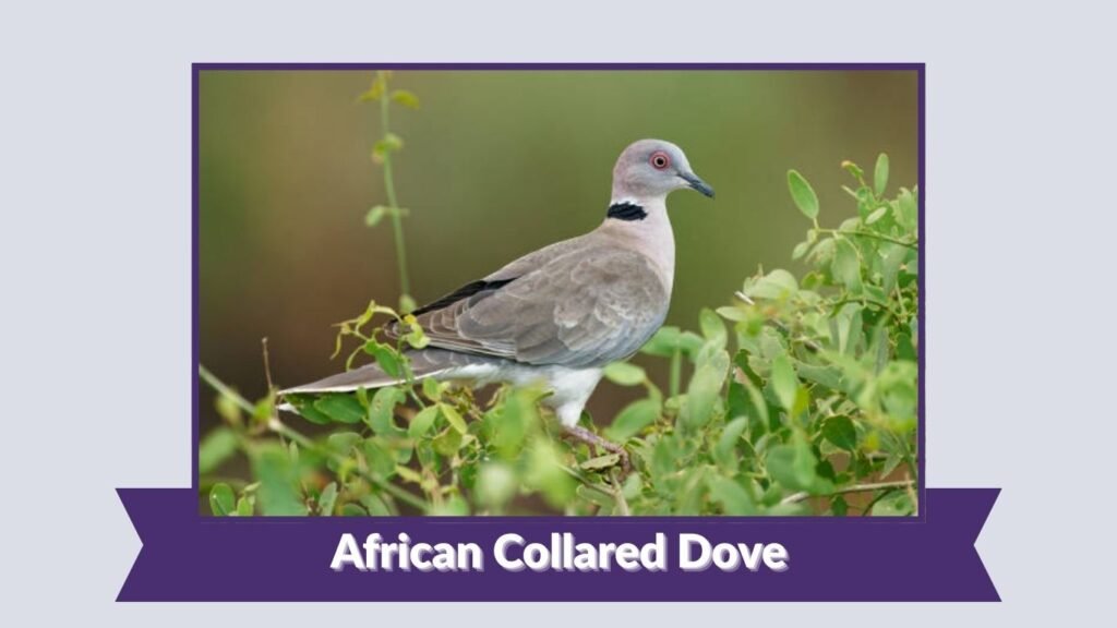 African Collared Dove