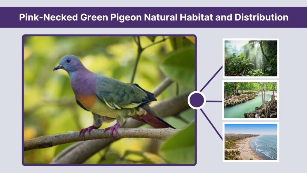 Pink-Necked Green Pigeon Natural Habitat and Distribution