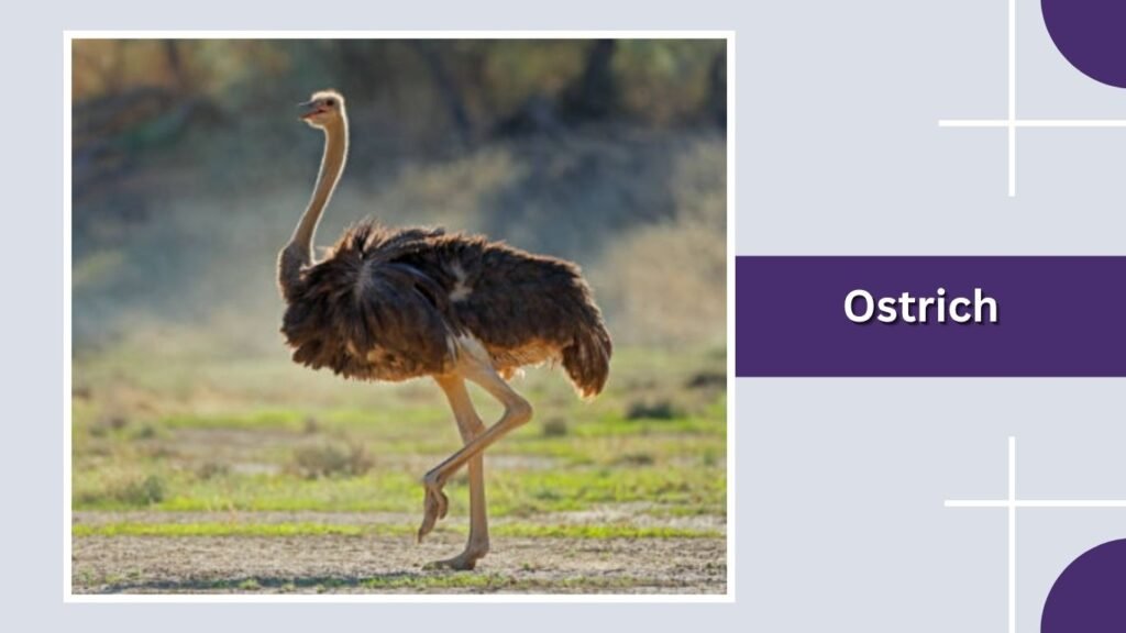 Ostrich