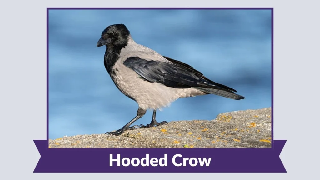 Hooded Crow