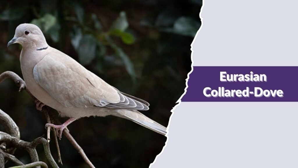 Eurasian Collared-Dove