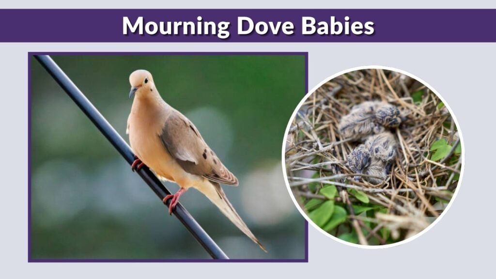 Mourning Dove Babies