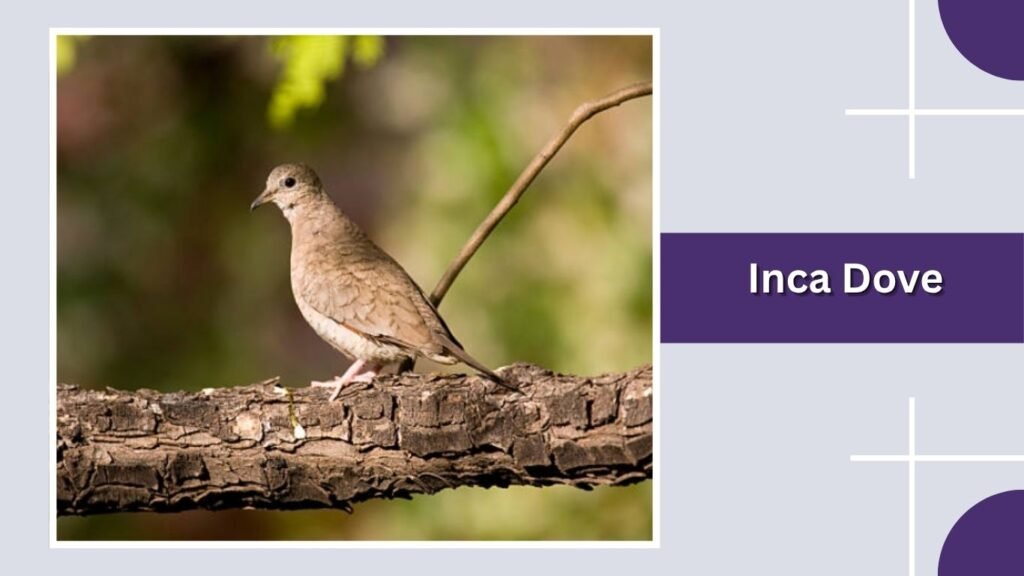 Inca Dove