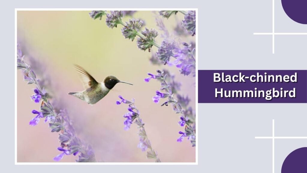 Black-chinned Hummingbird