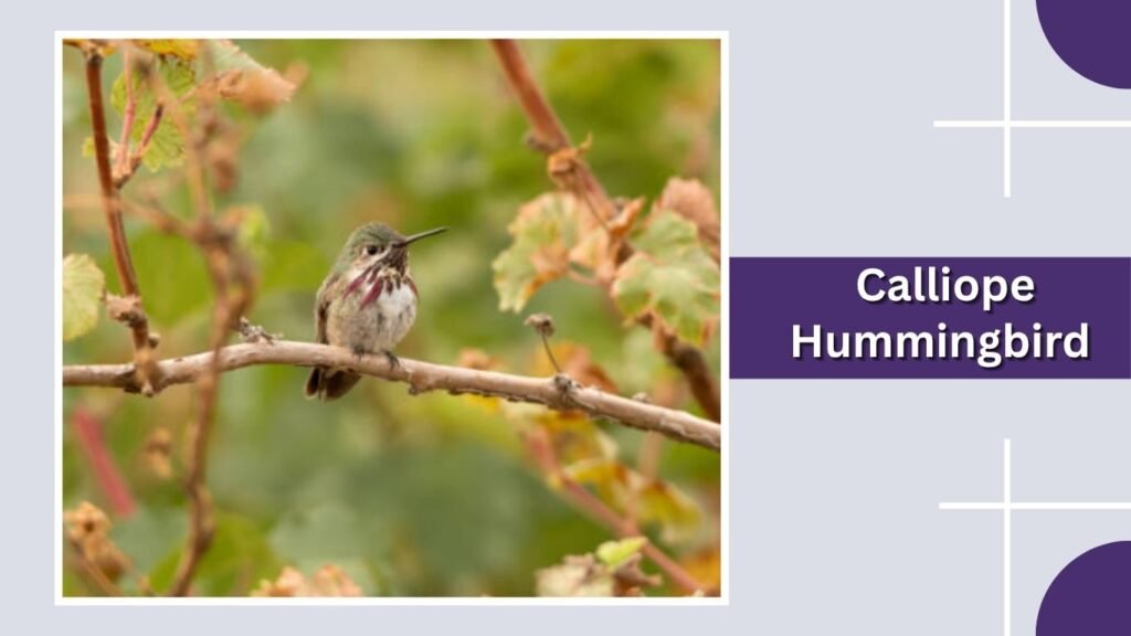 Calliope Hummingbird