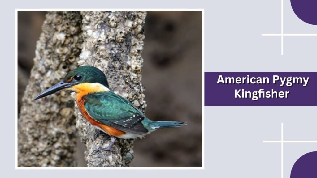 American Pygmy Kingfisher
