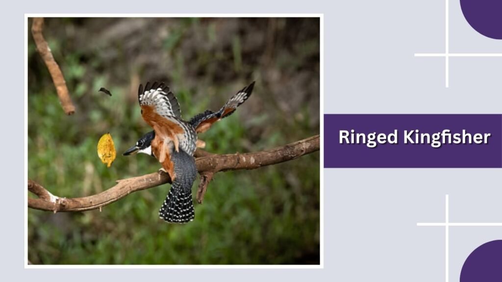 Ringed Kingfisher