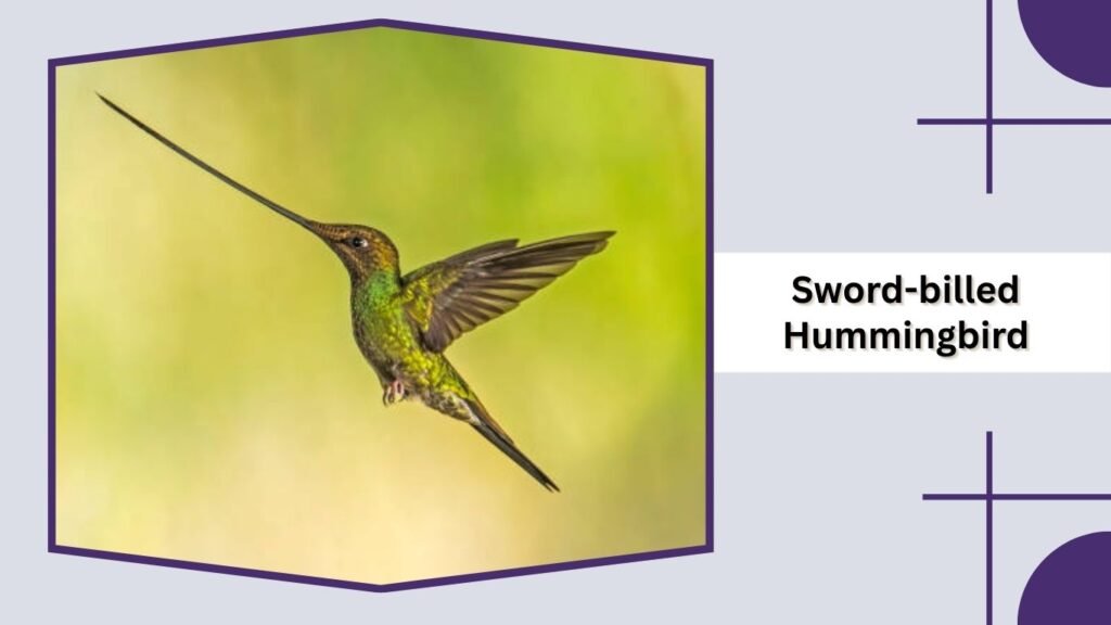 Sword-billed Hummingbird