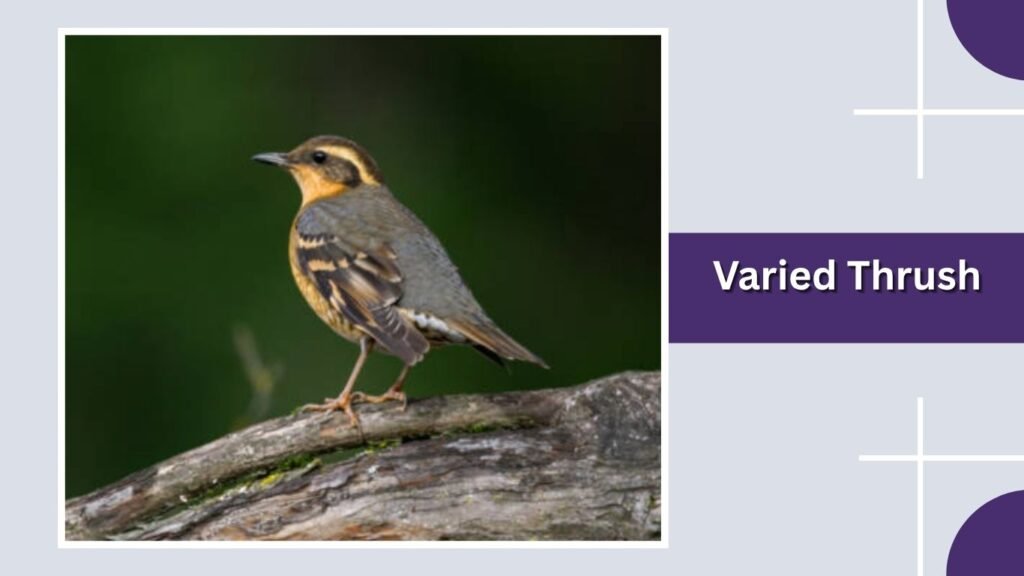 Varied Thrush