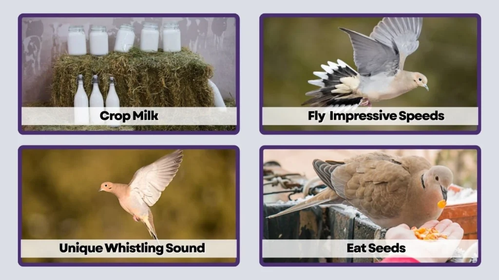 They Can Fly at Impressive Speeds