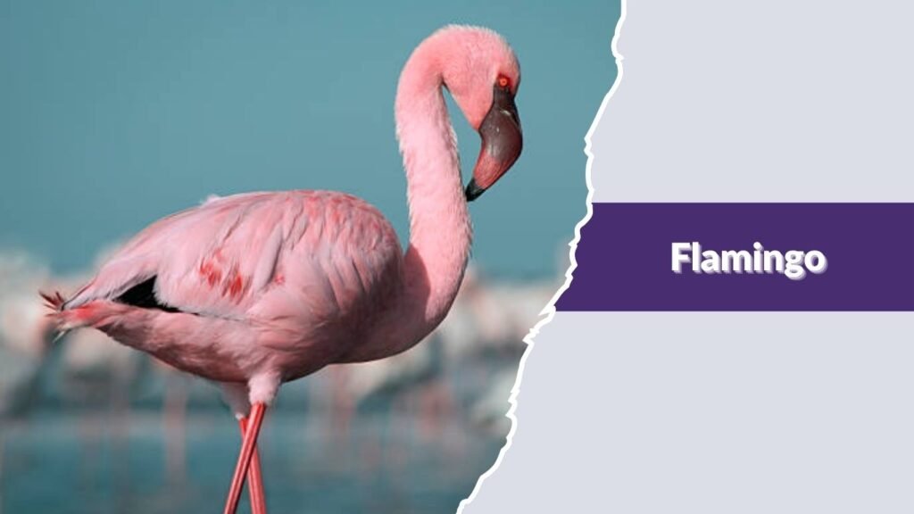 Flamingo