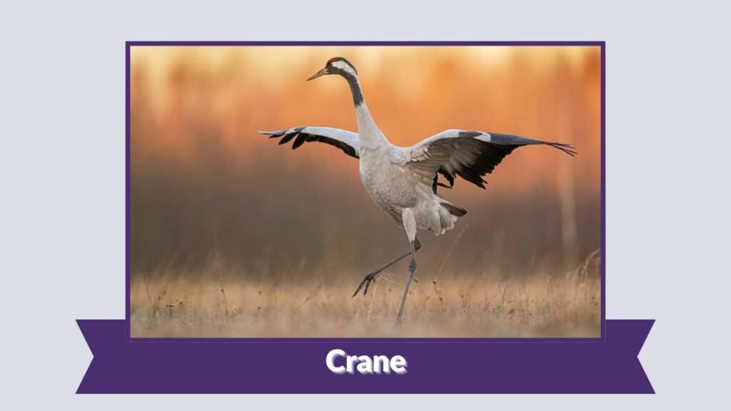 Crane