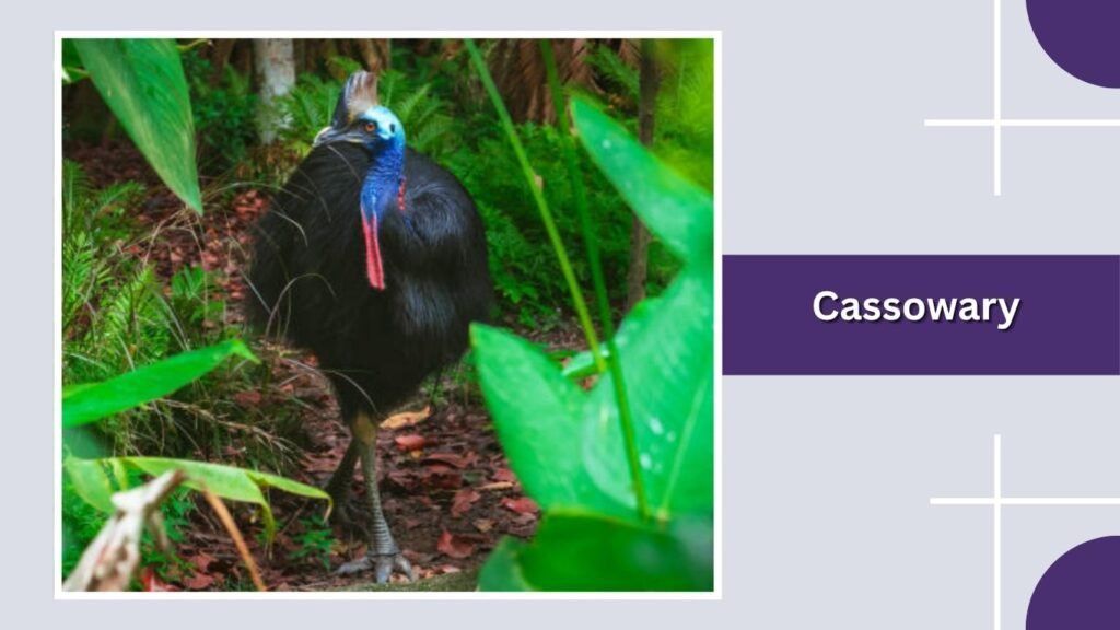 Cassowary