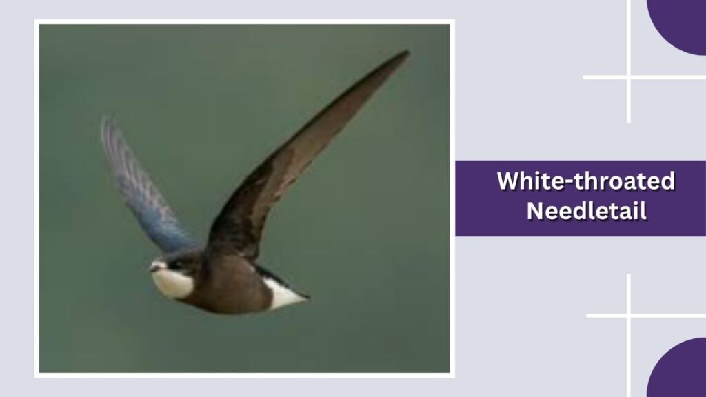  White-throated Needletail