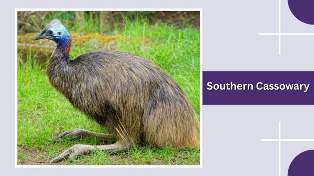 Southern Cassowary