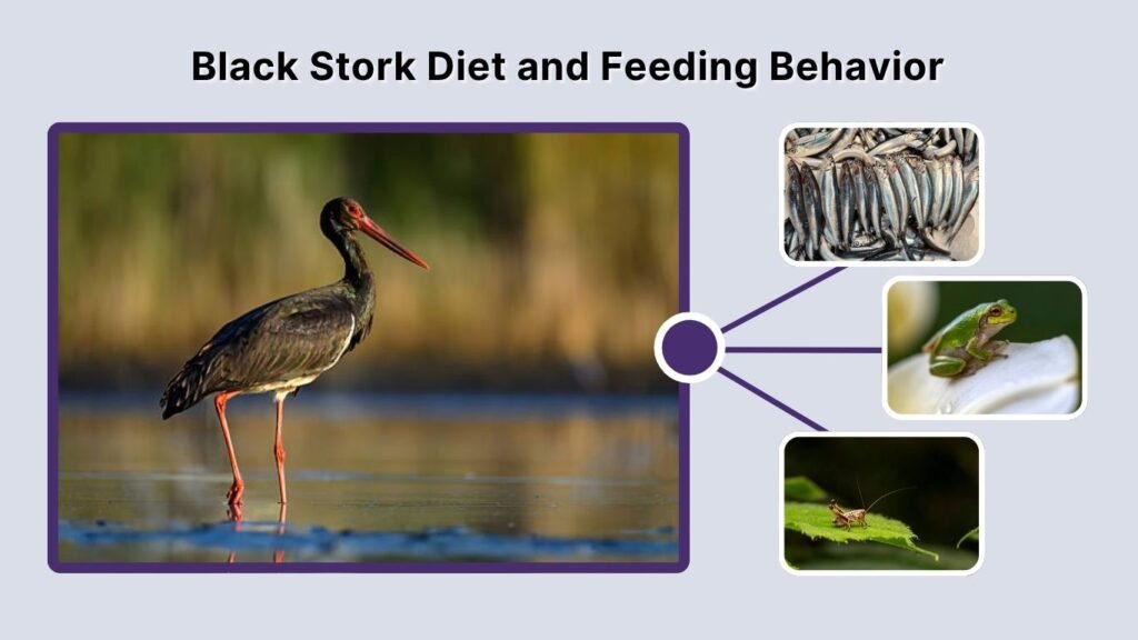 Black Stork Diet and Feeding Behavior