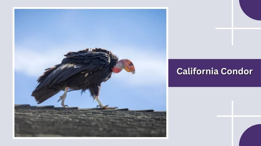 California Condor