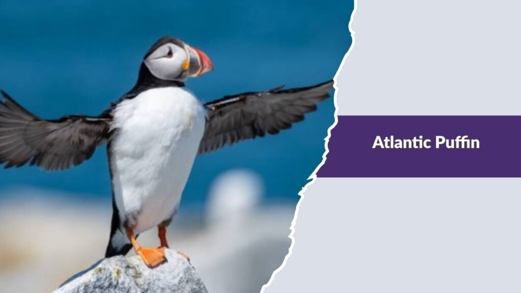 Atlantic Puffin