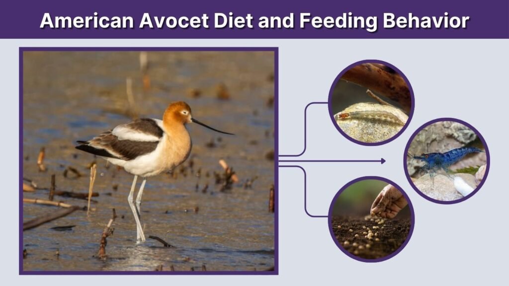 American Avocet Diet and Feeding Behavior