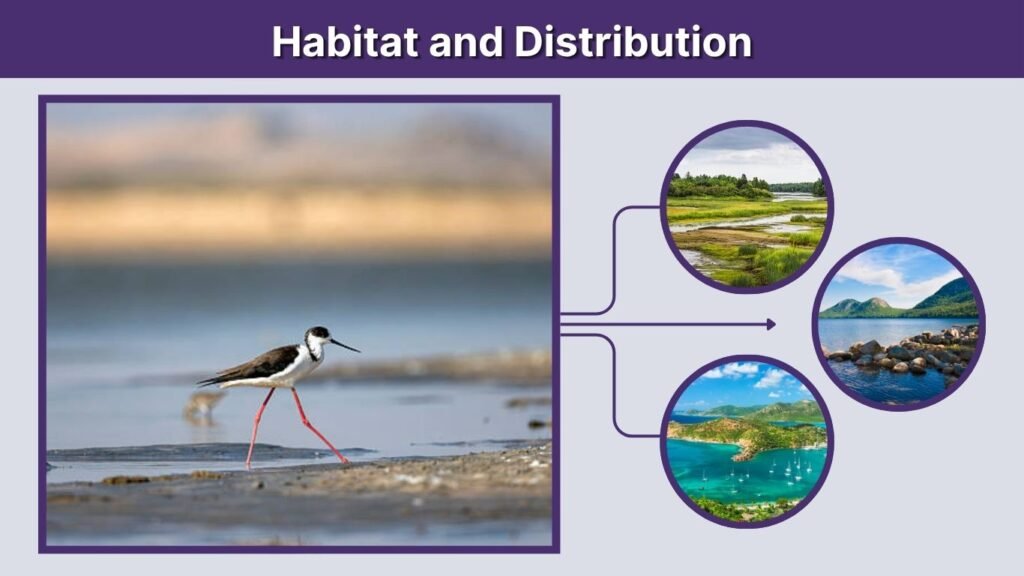 Habitat and Distribution