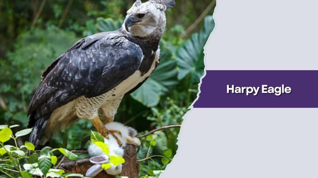 Harpy Eagle
