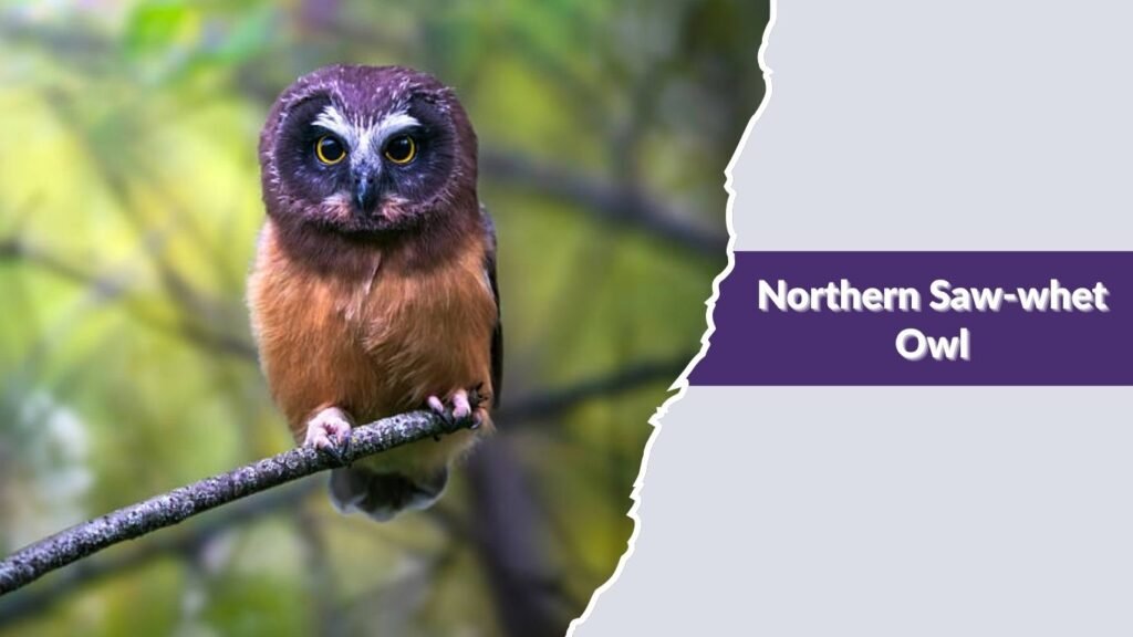 Northern Saw-whet Owl
