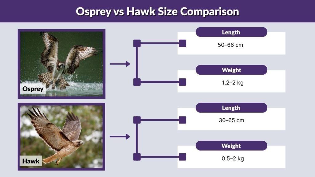Osprey vs Hawk Size Comparison