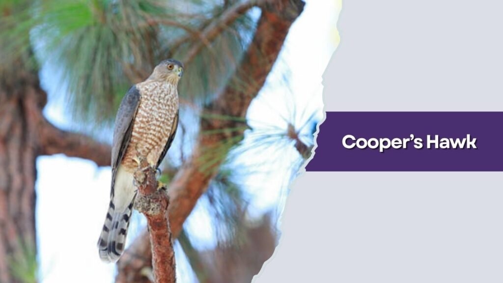 Cooper’s Hawk