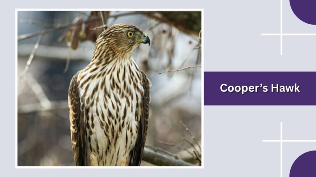 Cooper’s Hawk