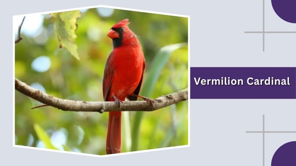  Vermilion Cardinal