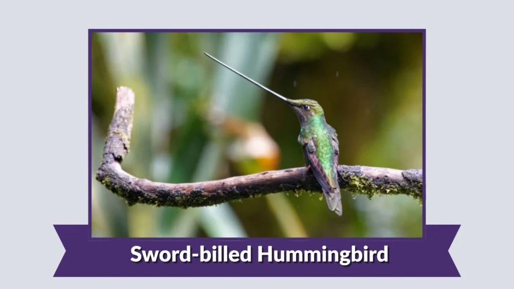 Sword-billed Hummingbird