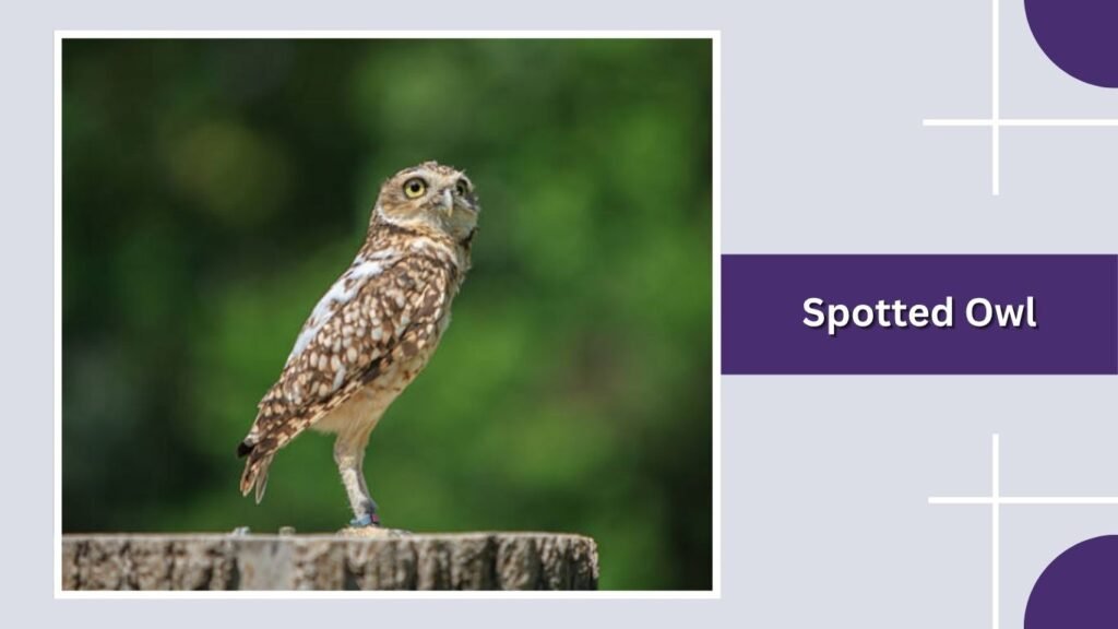 Spotted Owl