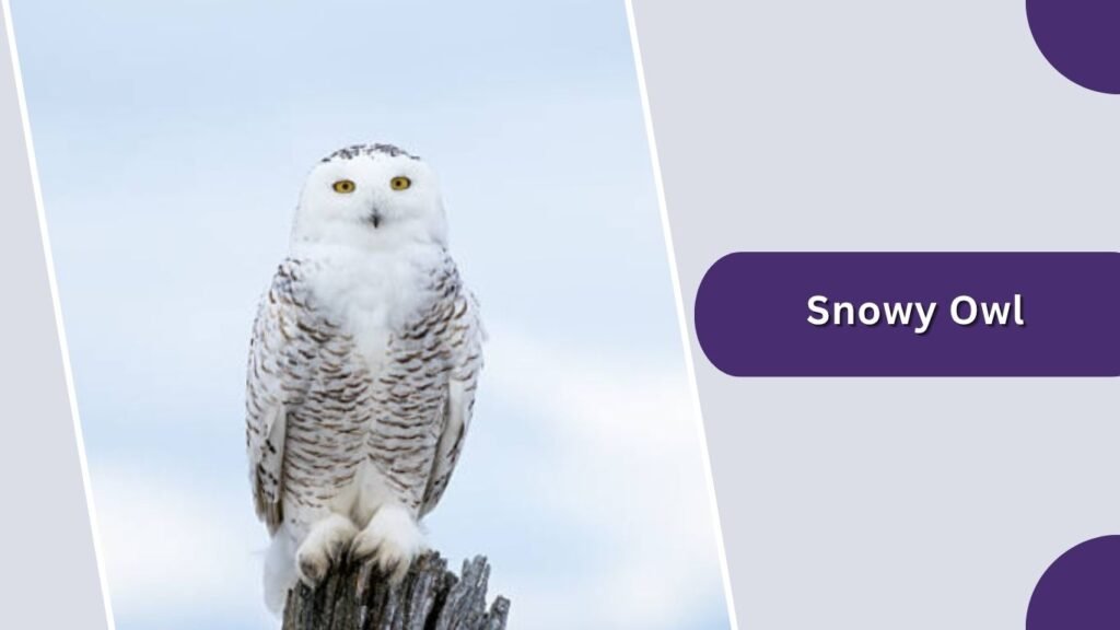 Snowy Owl