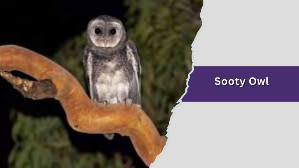 Sooty Owl