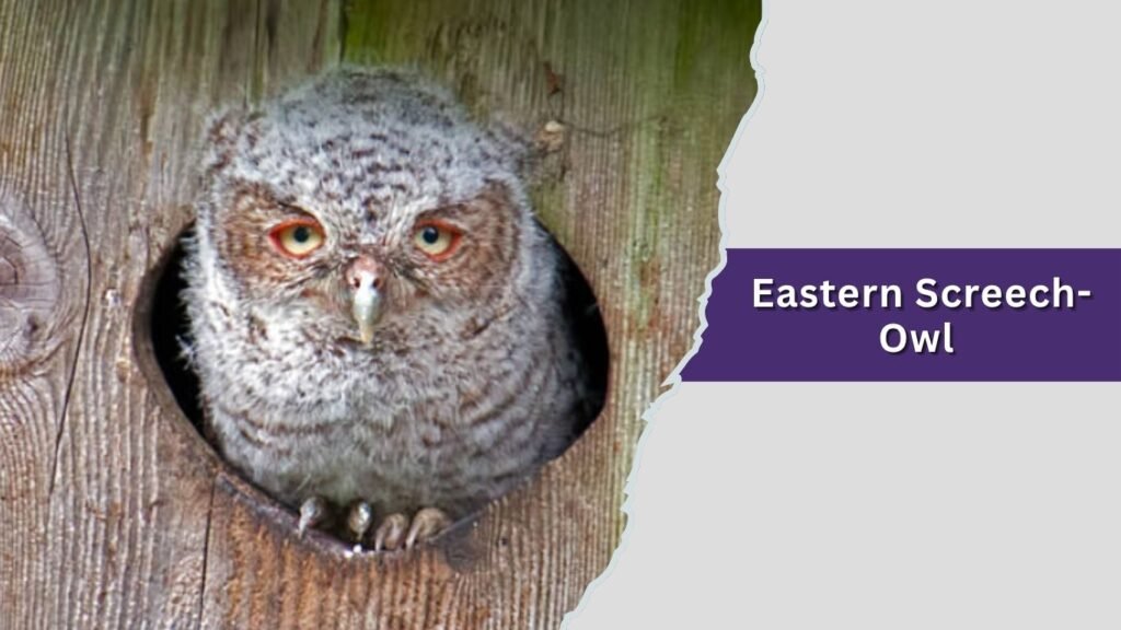 Eastern Screech-Owl