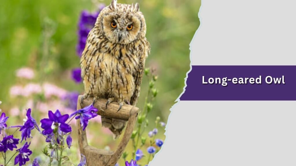  Long-eared Owl