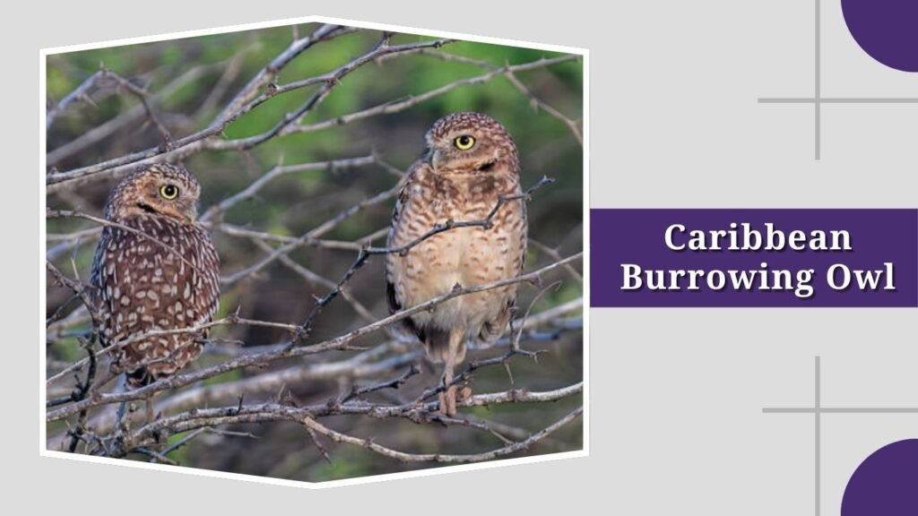 Caribbean Burrowing Owl