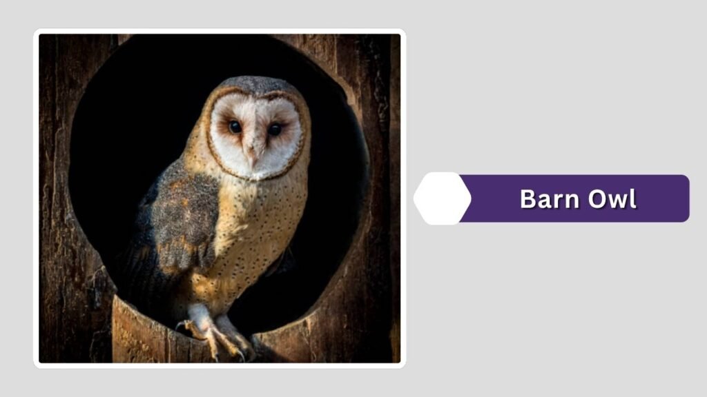 Barn Owl