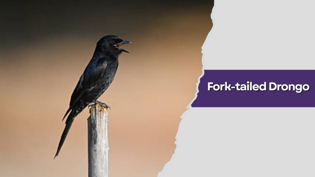 Fork-tailed Drongo