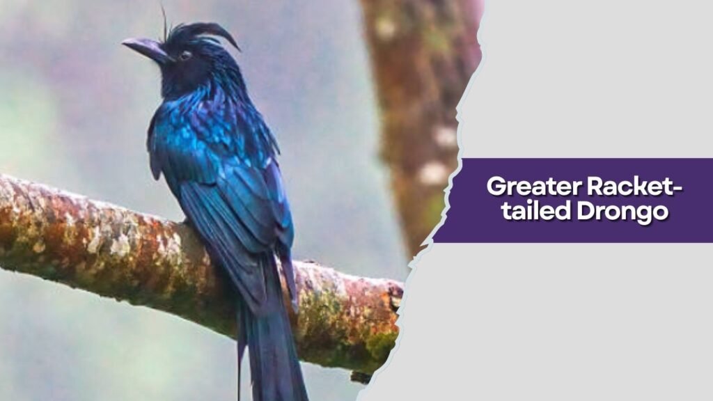 Greater Racket-tailed Drongo