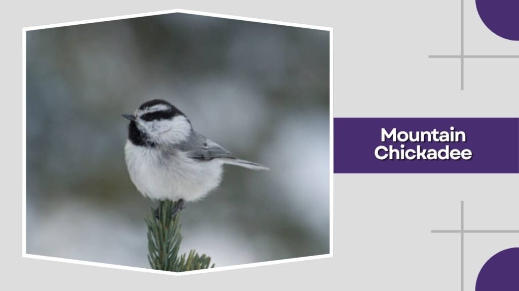  Mountain Chickadee