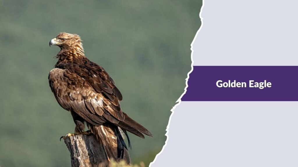 Golden Eagle