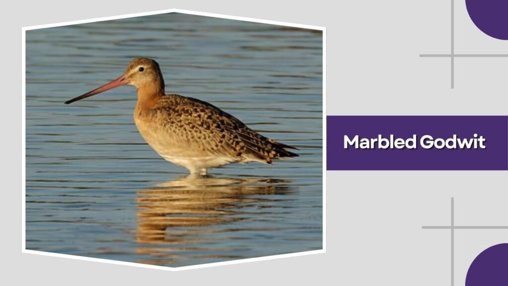 Marbled Godwit