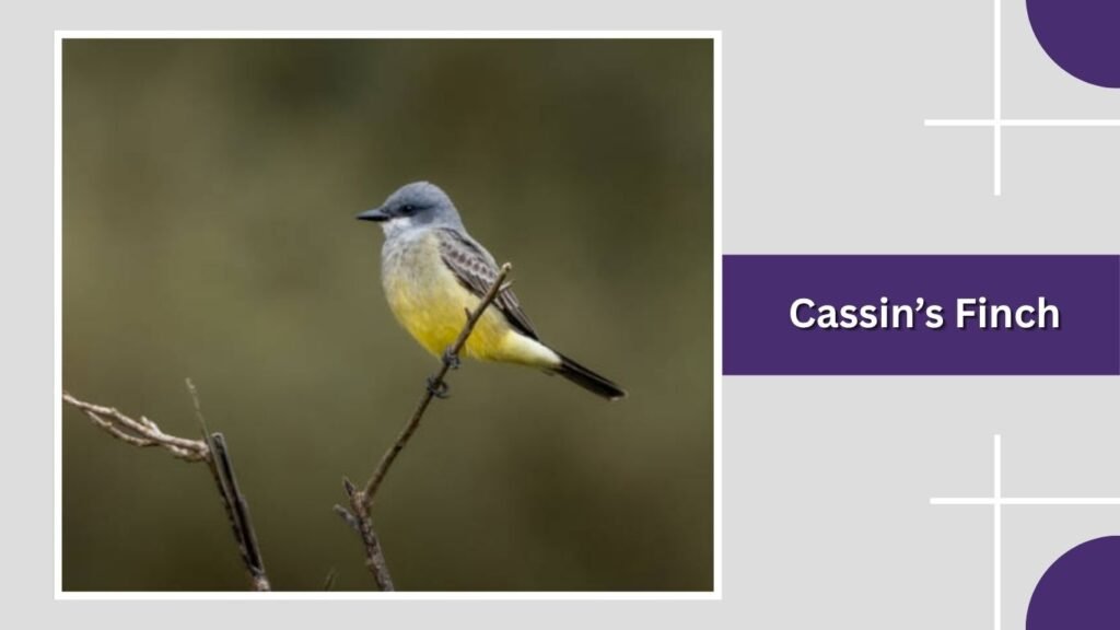 Cassin’s Finch